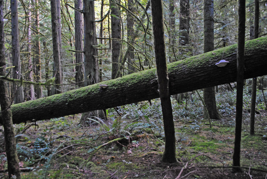 Fallen log in the woods of Royal Roads University. 